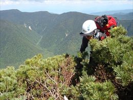 第一階段から上の東稜の稜線<br>ハイマツの中を歩いていきます。 